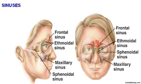 maxillary sinus pptx - Dr.Wafaa - Muhadharaty