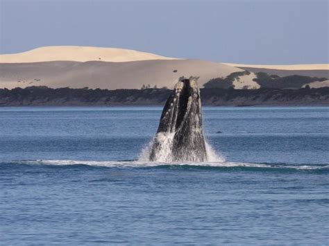 Dozens of southern right whales migrate to Fowlers Bay, putting on a ...