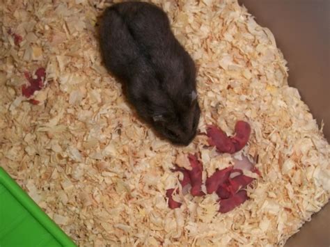 Campbells dwarf hamsters with babies!