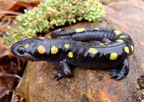 Salamander Species in Canada | The Canadian Encyclopedia