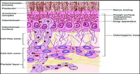 1): Diagram illustrating odontoblast, cell-free, cell-rich zone, and... | Download Scientific ...