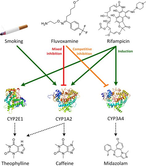 Cytochrome P450 (CYP) 1A2 drug–drug interaction (DDI) network.... | Download Scientific Diagram