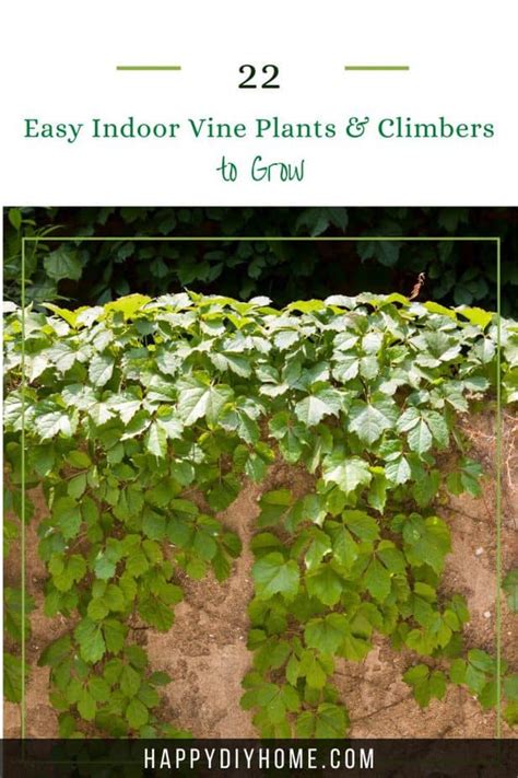 22 Easy Indoor Vine Plants and Climbers to Grow | Happy DIY Home