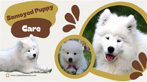 Samoyed Puppy Care Guide: Tips for Maintenance and Upkeep | by ...