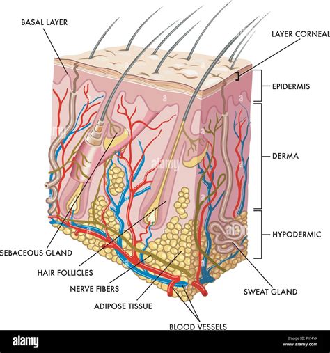 Adipose tissue hi-res stock photography and images - Alamy