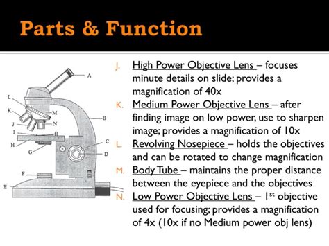 What Is High Power in Microscopes: An Overview of Magnification and ...