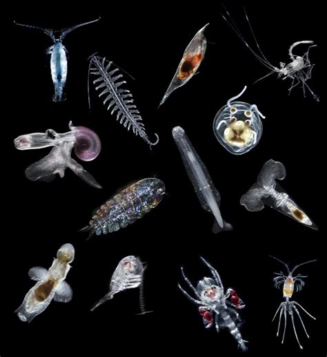 High evolutionary potential of marine zooplankton - Peijnenburg - 2013 - Ecology and Evolution ...