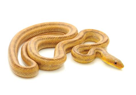 Yellow Rat Snake for Sale | Reptiles for Sale