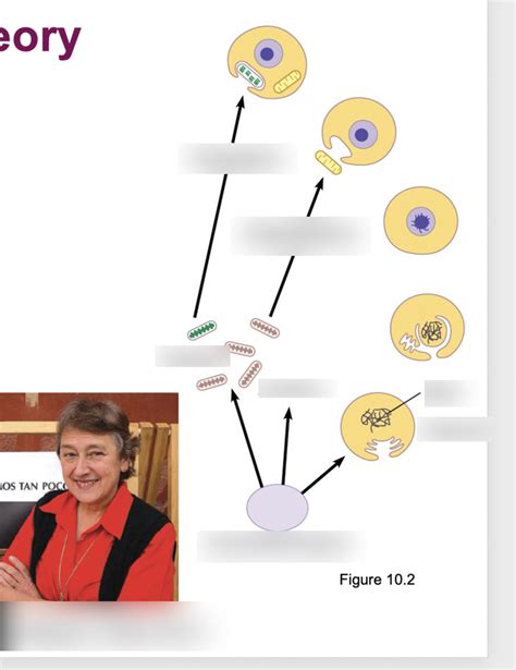 Endosymbiotic Theory - mcb Diagram | Quizlet