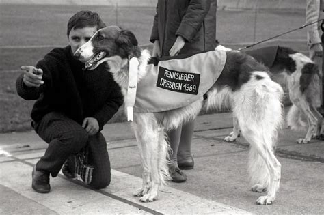 How Fast can a Borzoi Run - National Borzoi Club