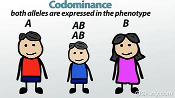 Codominance Examples In Humans