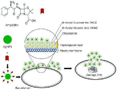 Ampicillin Mechanism Of Action - sharedoc