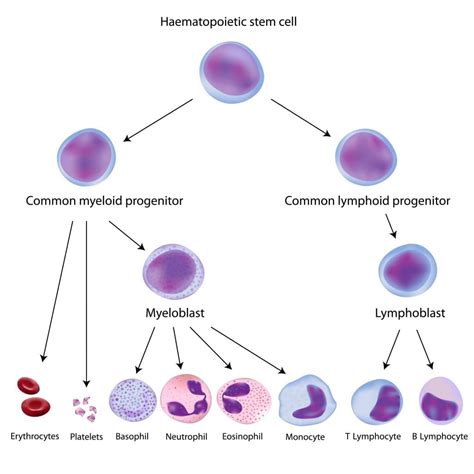 Hematopoietic Stem Cells | Stem Cell and Regenerative Biology Program