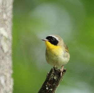 Birds and Birding - NH Audubon