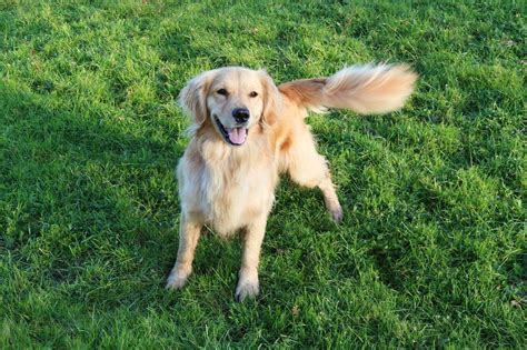 Why Do Dogs Have Tails? Pet Experts Explain | Reader's Digest