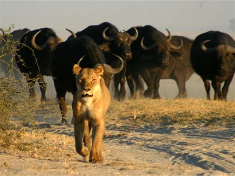 Chobe National Park - one of the best wildlife parks in Africa