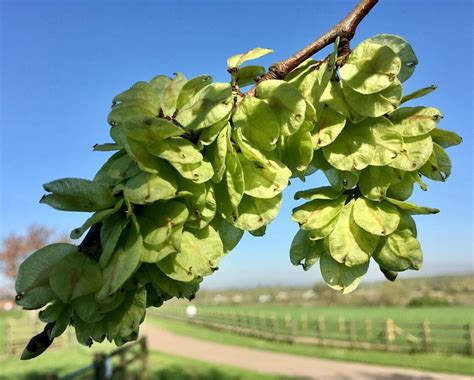 Wych Elm flowers and fruit - Tree Guide UK - Wych elm