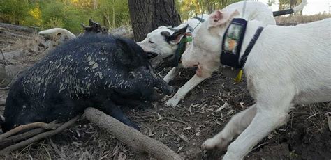 Australia’s Blood Sport: Pig Dogging – Take Action Now | PETA Australia