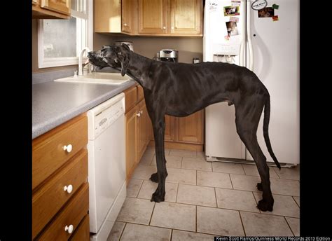 The Great American Disconnect-Political Comments: Meet Zeus ~ The World's Tallest Dog! (Photo)