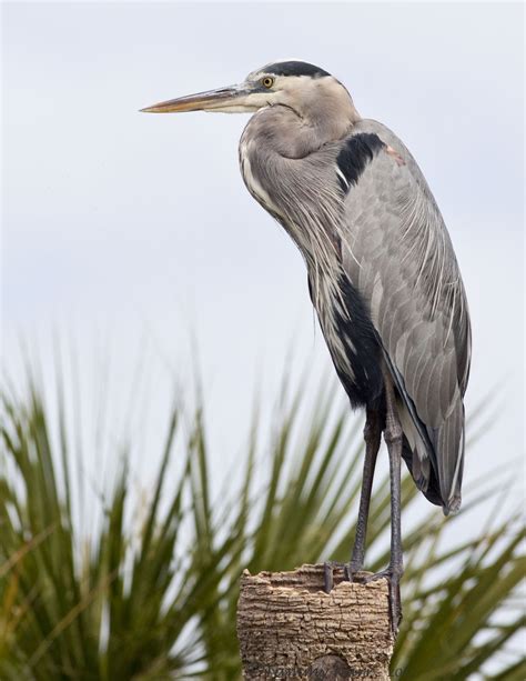 i heart florida birds: Merritt Island National Wildlife Refuge 11/12/12