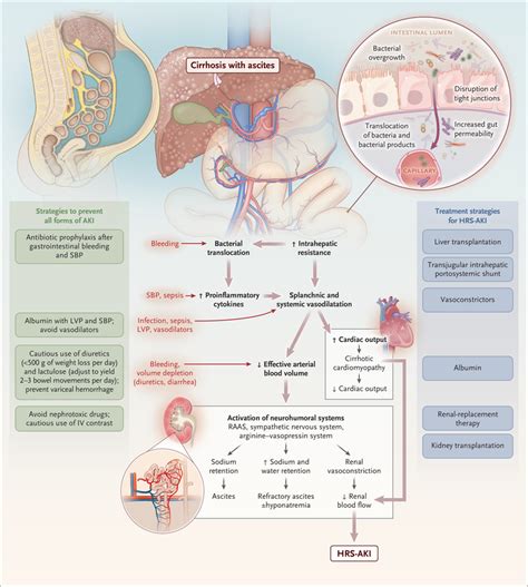 Acute Kidney Injury in Patients with Cirrhosis | NEJM