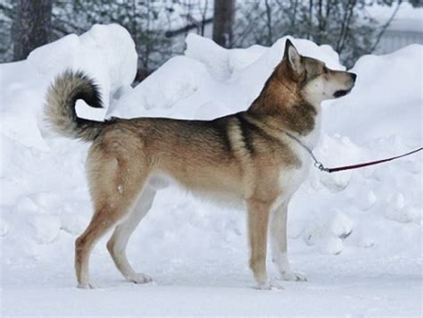 Russian laika dog - noredblack