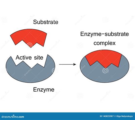 Enzyme. Lock And Key Model. Synthesis. Metabolic Processes Vector Illustration | CartoonDealer ...