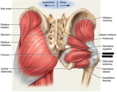 Print Lower Extremity Muscles flashcards | Easy Notecards