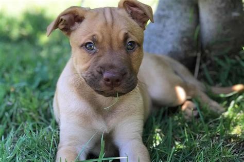 Golden Retriever Pitbull Mix: A Unique Hybrid The World Will Love