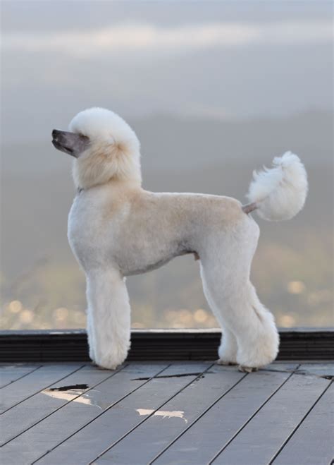 Lumas Waglands #Poodle | Poodle puppy, Standard poodle haircuts, Cute dogs