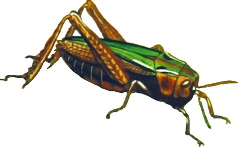 Grasshopper PNG Images Transparent Free Download