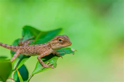 What Do Baby Lizards Eat? (Diet, Care & Feeding Tips)