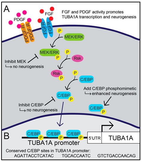 JDB | Free Full-Text | The α-Tubulin gene TUBA1A in Brain Development: A Key Ingredient in the ...