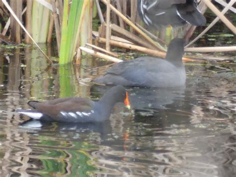 eBird Checklist - 16 Dec 2023 - Lake Woodruff NWR - 30 species