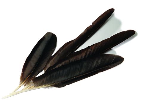 Sacred Crow Feathers - Promoting the Exhibition