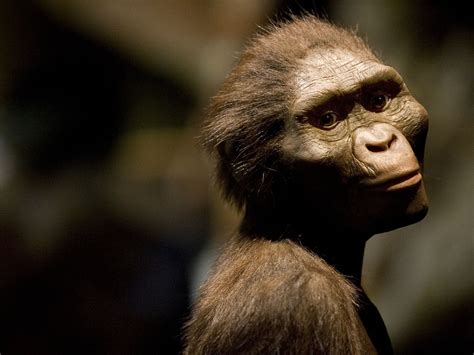 "Lucy's Baby" a Born Climber, Hinting Human Ancestors Lingered in Trees