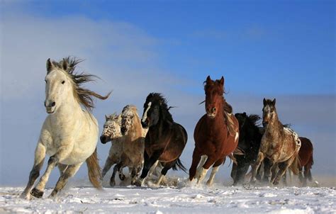 Running Horses Wallpapers - Top Free Running Horses Backgrounds - WallpaperAccess