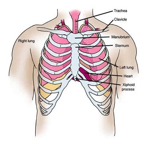 Pictures Of Chest