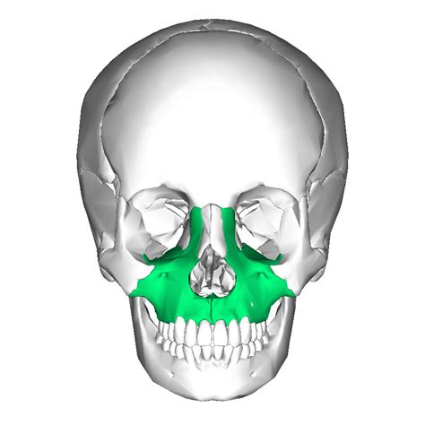 Maxilla - Structure and Function - StoryMD