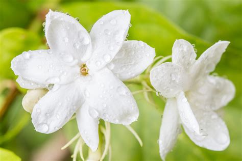 Jasmine Flower Grow In India | Best Flower Site