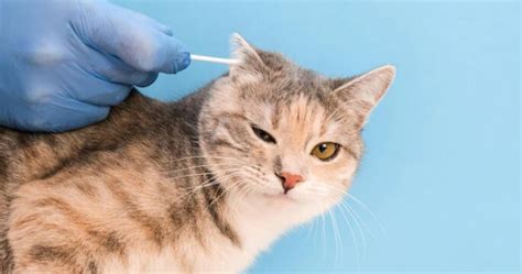 Cleaning Cat Ears: These Tricks Will Help | Pet Reader