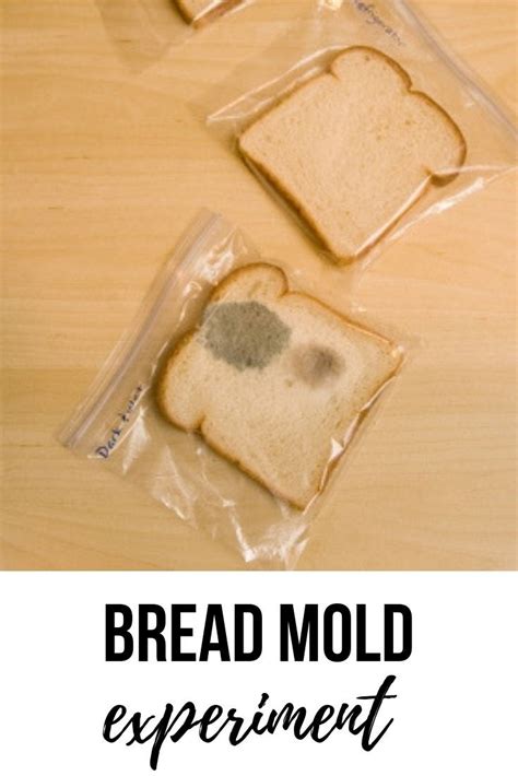 Science Experiment Mold On Bread