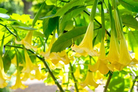 How to Grow and Care for Brugmansia (Angel's Trumpet)