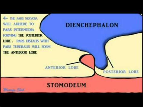 Development of Pituitary Gland : Embryology Video ~ MedchromeTube - Best Medical Videos