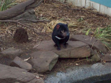 Bonorong Wildlife Park - Tasmania - Australia Photo (14603895) - Fanpop