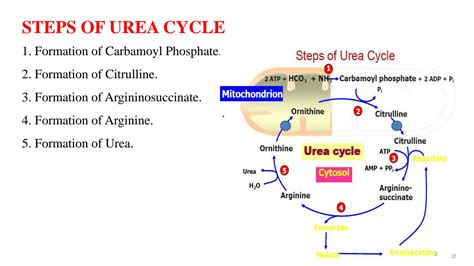 SOLUTION: Urea cycle full explaination - Studypool