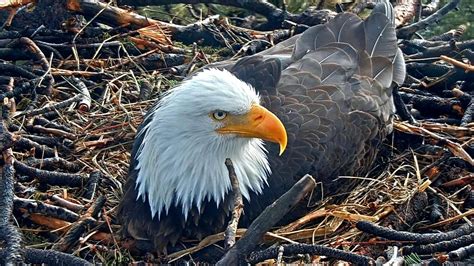 Watch Bald Eagle Eggs Hatch On Live Nest Cam