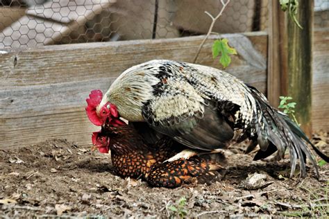 Rooster And Hen Mating Free Stock Photo - Public Domain Pictures