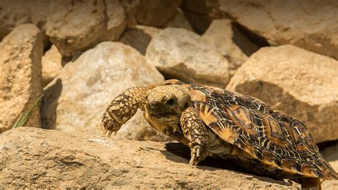 Pancake Tortoise | San Diego Zoo Animals & Plants