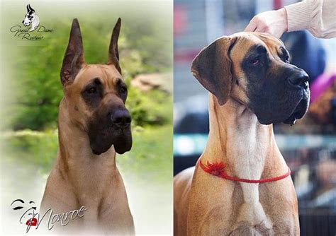 European Great Dane Vs American